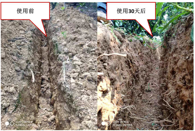 “土壤板結克星”:土壤調理劑你了解多少?
