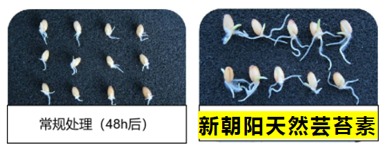 小麥拌種選新朝陽(yáng)天然蕓苔素，讓小麥高產(chǎn)贏在起跑線上！（小麥在什么時(shí)候用蕓苔素效果最佳）