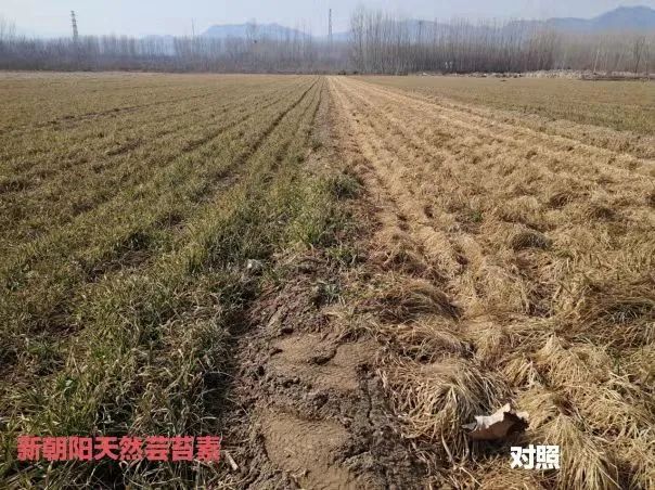 小麥拌種選新朝陽(yáng)天然蕓苔素，讓小麥高產(chǎn)贏在起跑線上?。ㄐ←溤谑裁磿r(shí)候用蕓苔素效果最佳）