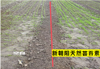 小麥拌種選新朝陽(yáng)天然蕓苔素，讓小麥高產(chǎn)贏在起跑線上！（小麥在什么時(shí)候用蕓苔素效果最佳）